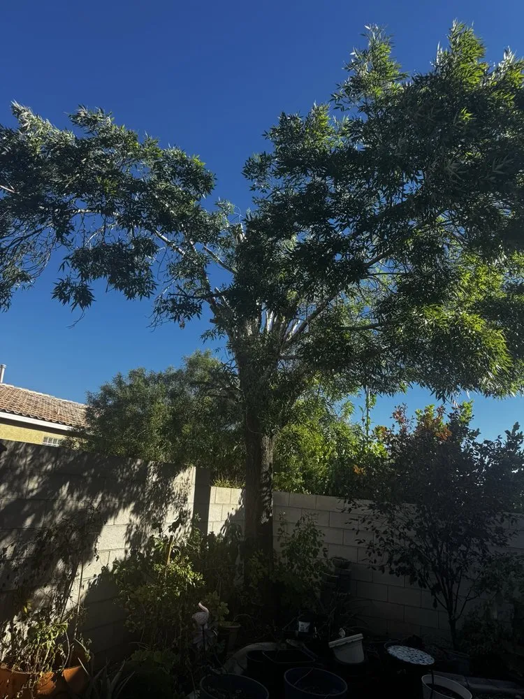 Trusted garden landscaping with custom design in Las Vegas, NV by Rocky's Tree Service