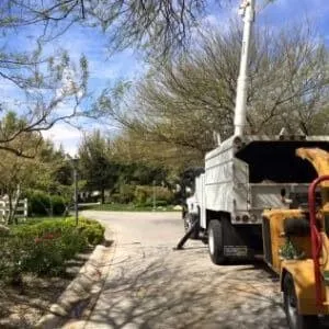 Top-rated lawn care service experts serving Las Vegas, NV - Rocky's Tree Service