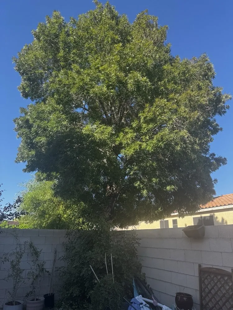 Expert residential landscaping in Las Vegas, NV by Rocky's Tree Service
