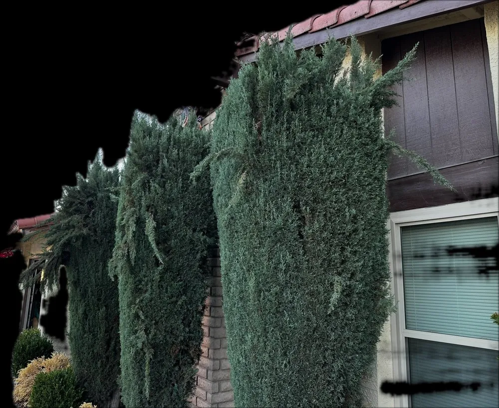 Custom yard maintenance with custom design in Las Vegas, NV by Rocky's Tree Service