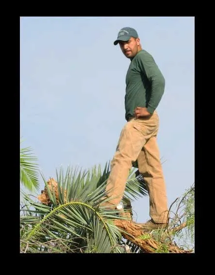 Professional yard maintenance in Las Vegas, NV - Rocky's Tree Service