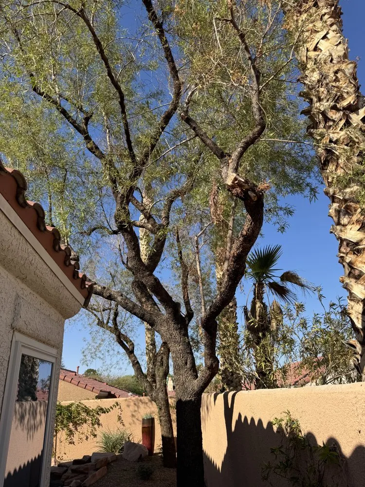 Affordable landscape design in Las Vegas, NV - Rocky's Tree Service