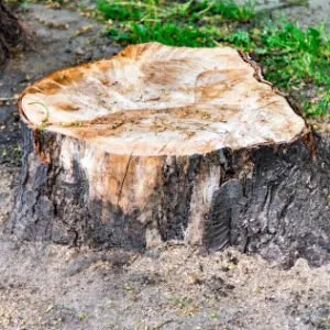 Custom lawn mowing service in Las Vegas, NV - Rocky's Tree Service