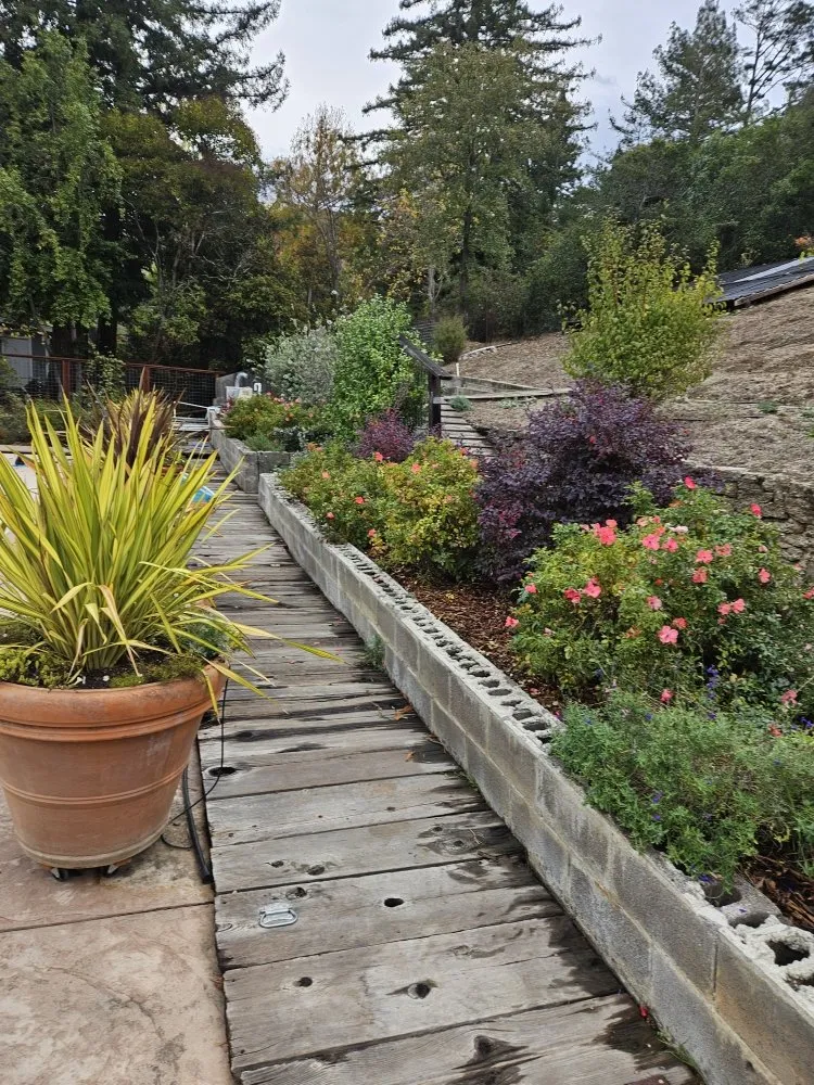 Professional landscaping services in Novato, CA - Rodas Marin gardens