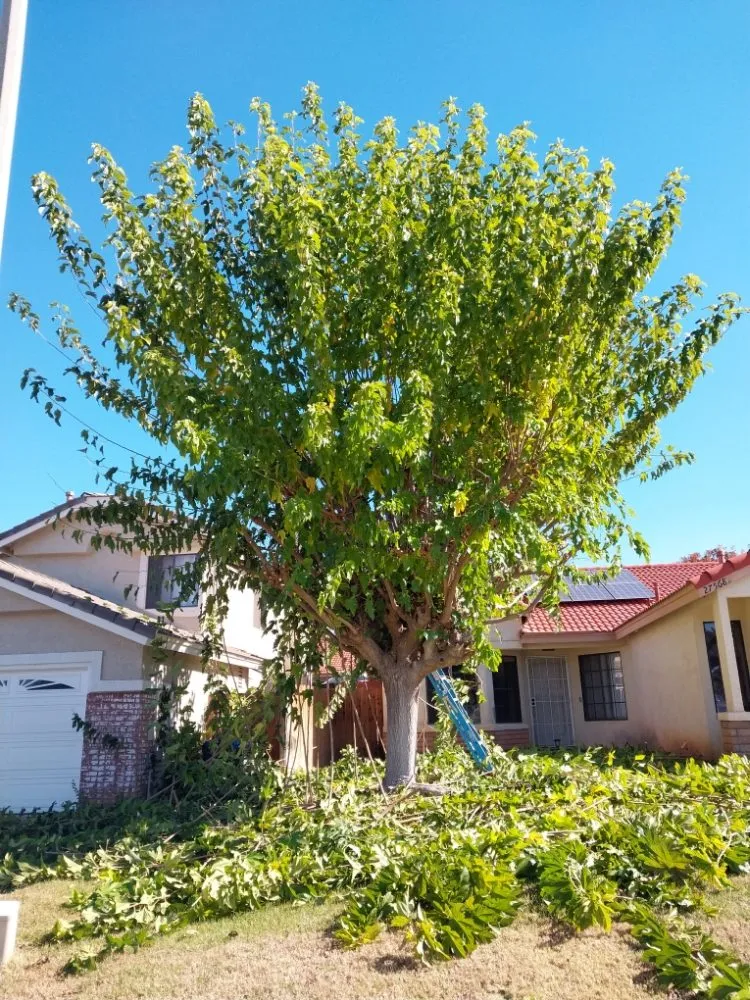 Top-rated yard cleanup service for year-round maintenance across Riverside, CA - Rodas Tree Service and Landscape