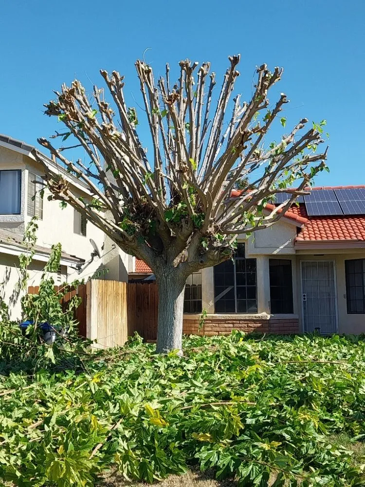 Professional lawn care service for residential properties across Riverside, CA - Rodas Tree Service and Landscape