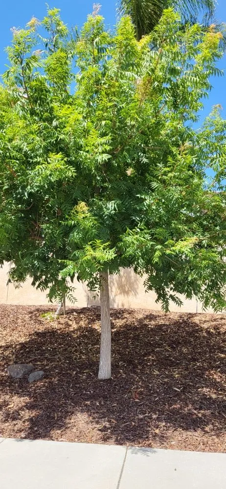 Expert lawn mowing service for beautiful yards across Riverside, CA - Rodas Tree Service and Landscape