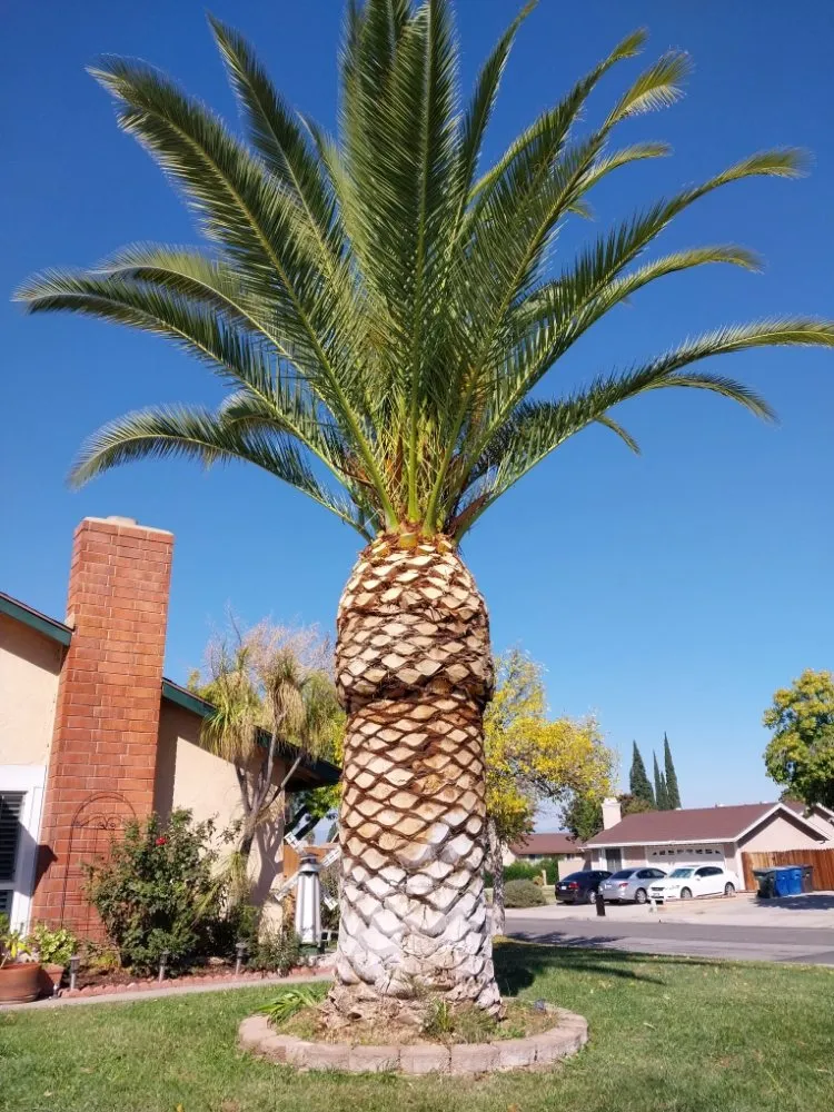 Top-rated landscape installation for year-round maintenance across Riverside, CA - Rodas Tree Service and Landscape