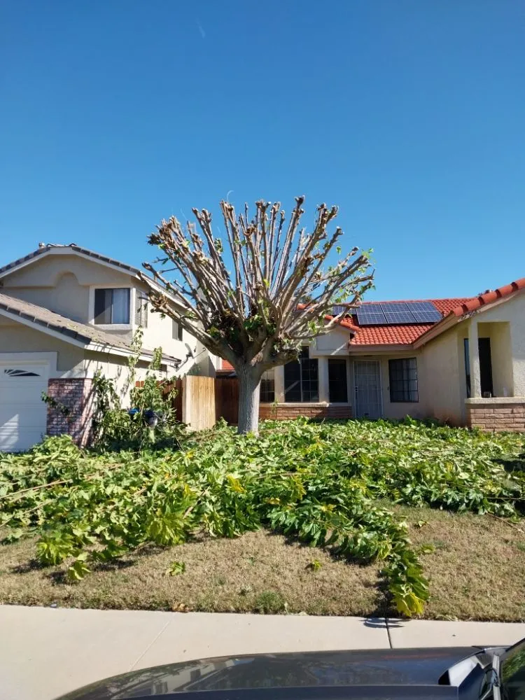 Custom landscaping services in Riverside, CA by Rodas Tree Service and Landscape