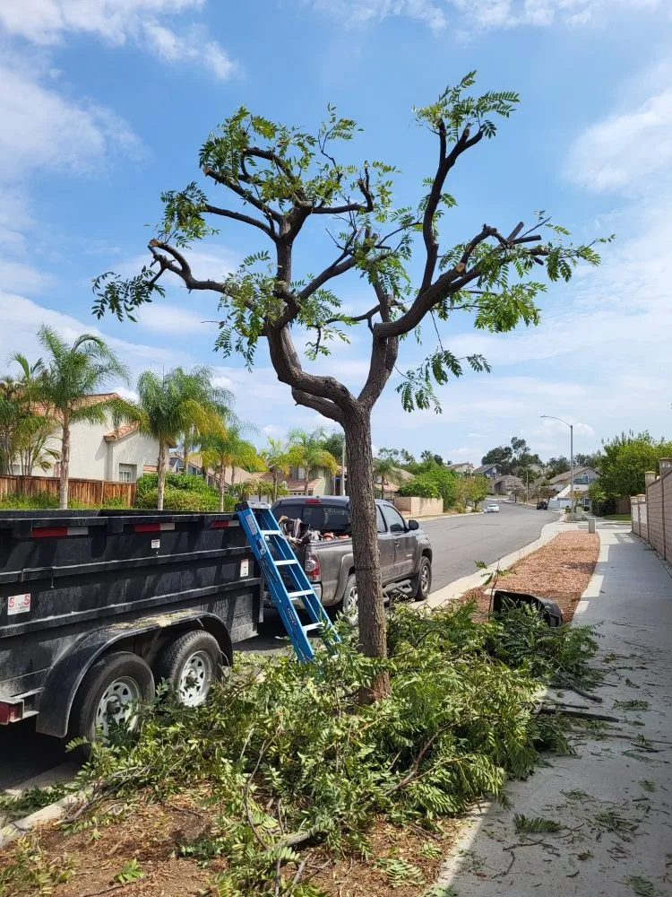 Expert landscape design in Riverside, CA by Rodas Tree Service and Landscape