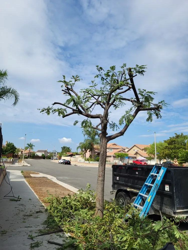 Affordable yard maintenance in Riverside, CA - Rodas Tree Service and Landscape