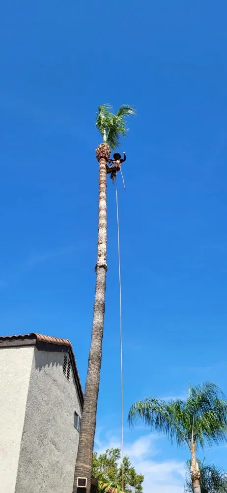 Professional residential landscaping in Riverside, CA - Rodas Tree Service and Landscape