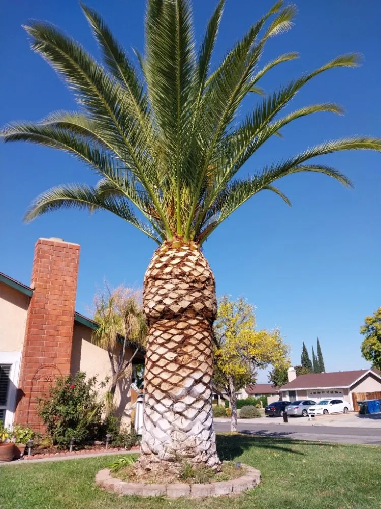 Custom garden landscaping for year-round maintenance in Riverside, CA by Rodas Tree Service and Landscape