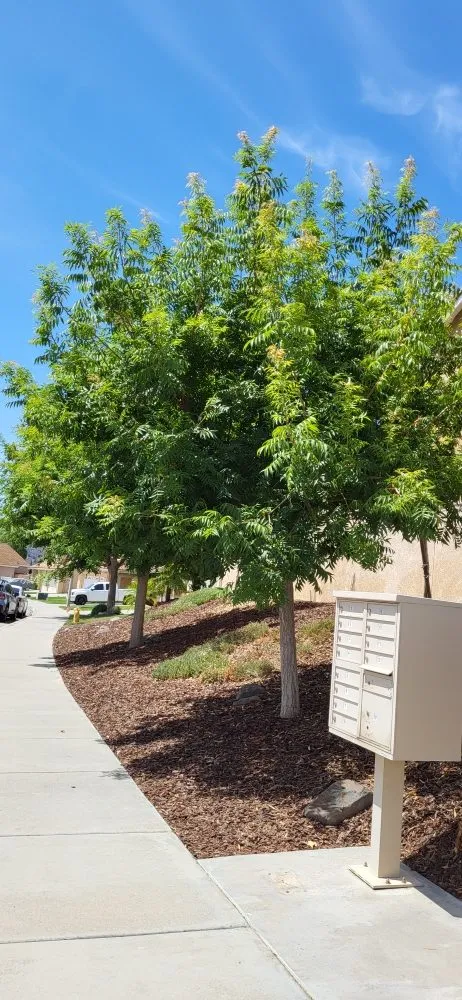 Custom garden landscaping with custom design in Riverside, CA by Rodas Tree Service and Landscape