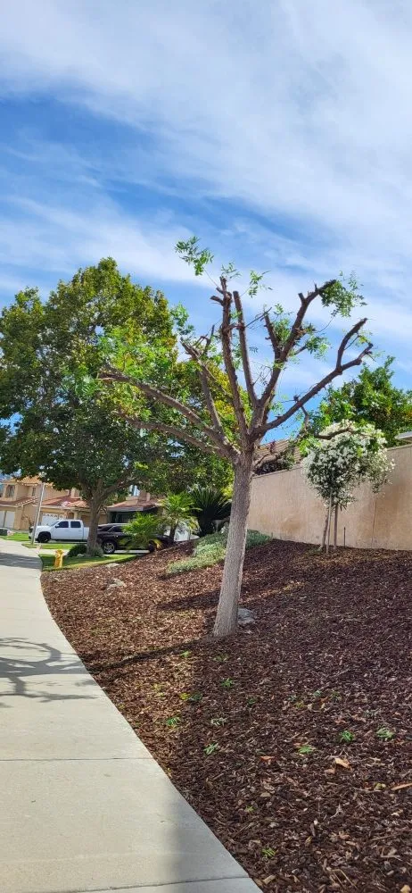 Professional yard maintenance for residential properties across Riverside, CA - Rodas Tree Service and Landscape