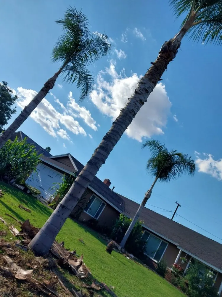 Reliable garden landscaping for outdoor upgrades across Riverside, CA - Rodas Tree Service and Landscape