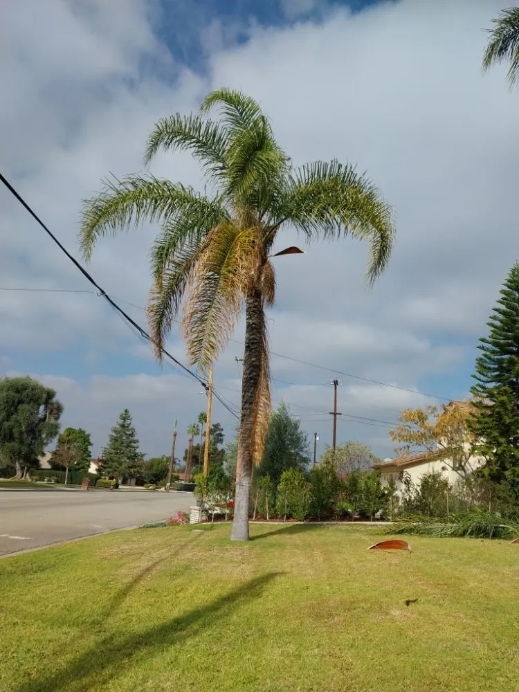 Reliable landscape design in Riverside, CA - Rodas Tree Service and Landscape