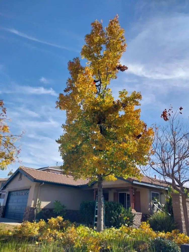 Reliable landscaping services for homes across Riverside, CA - Rodas Tree Service and Landscape