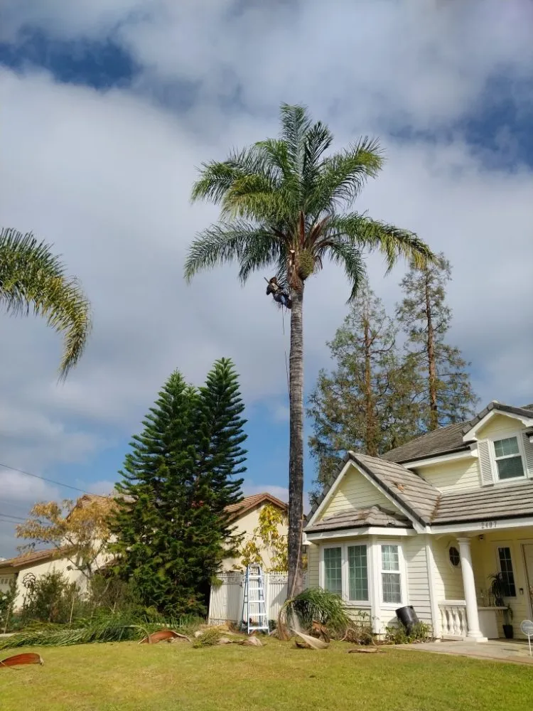 Top-rated landscape design in Riverside, CA - Rodas Tree Service and Landscape