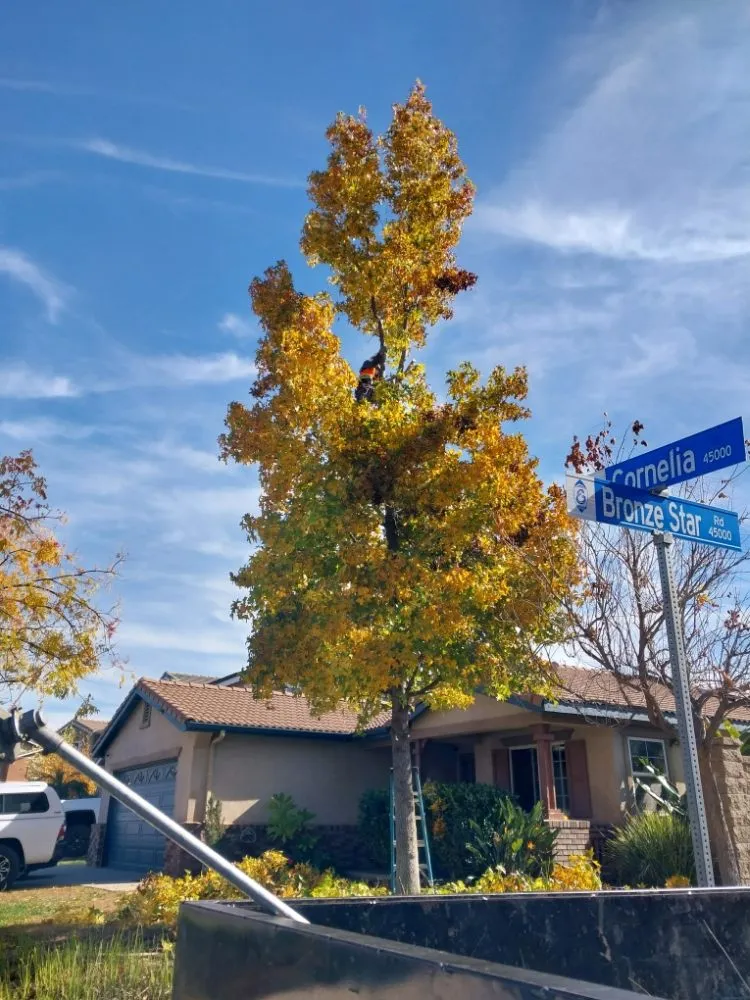 Professional landscaping services in Riverside, CA by Rodas Tree Service and Landscape