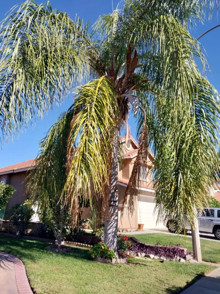 Top-rated residential landscaping in Riverside, CA by Rodas Tree Service and Landscape