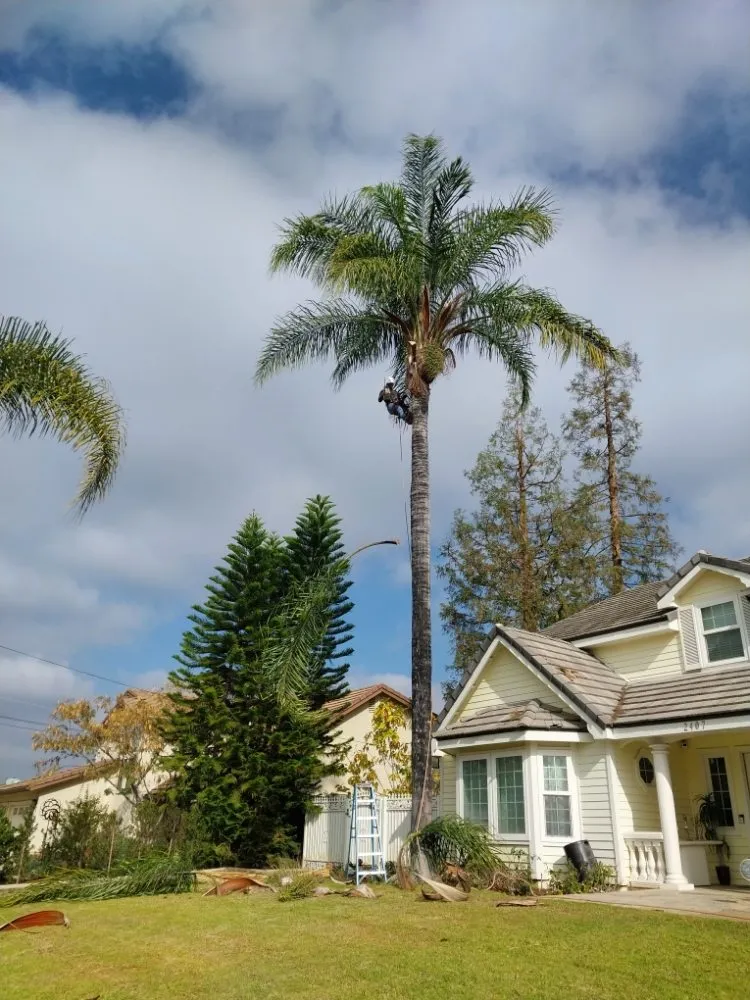 Reliable lawn mowing service for outdoor upgrades across Riverside, CA - Rodas Tree Service and Landscape