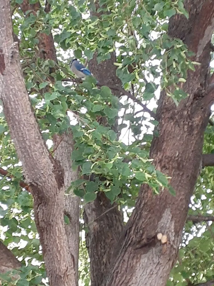 Local residential landscaping in Fort Collins, CO by Roddog Landscaping