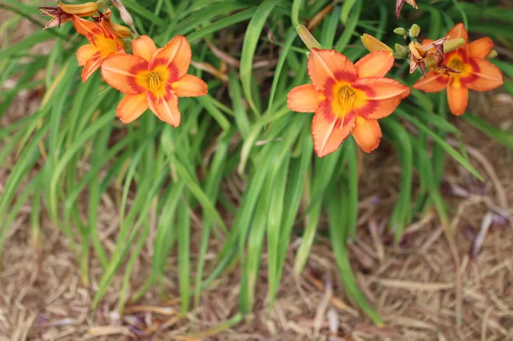 Top-rated garden landscaping with custom design across Webb City, MO - Roderique Turf