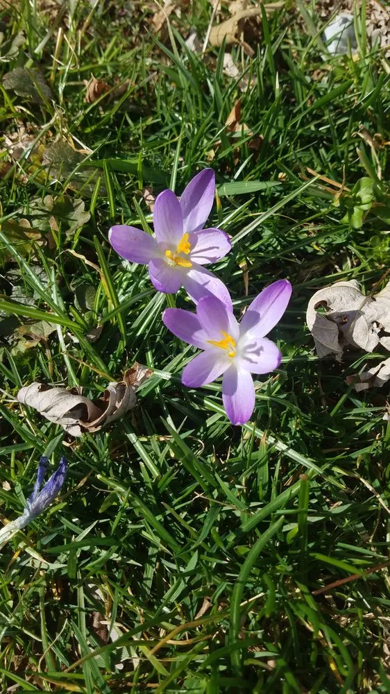 Trusted yard cleanup service experts serving Boyds, MD - Rodgers Neighborhood Landscaping