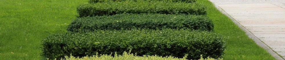 Affordable yard cleanup service in Cleveland, GA by Rodney's Lawn Services