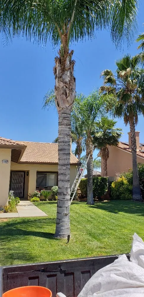 Expert yard cleanup service near you across Romoland, CA - Rodolfo Maintenance and Landscaping Services