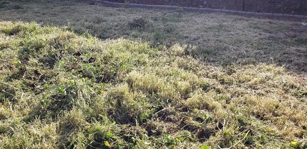 Local yard maintenance in Romoland, CA - Rodolfo Maintenance and Landscaping Services