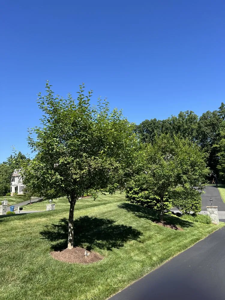 Reliable outdoor landscaping in Norfolk, VA by Rodríguez Tree Service and Landscaping