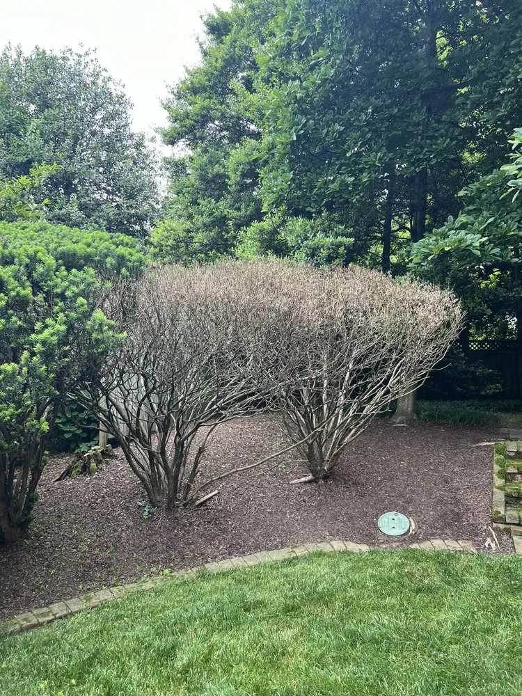 Professional lawn mowing service in Norfolk, VA by Rodríguez Tree Service and Landscaping