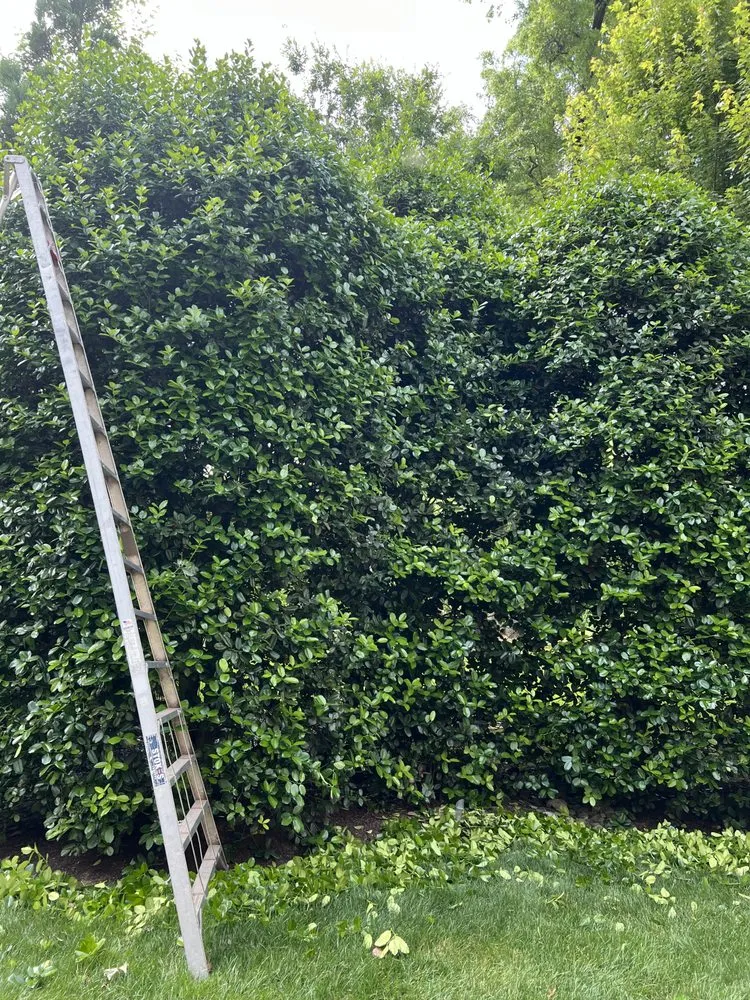 Trusted landscape design in Norfolk, VA by Rodríguez Tree Service and Landscaping