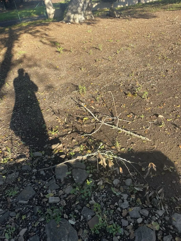 Professional lawn care service in Santa Rosa, CA by Rodrigo's Landscape