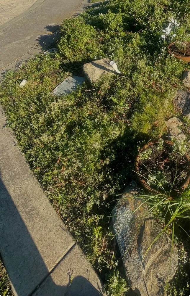 Custom yard maintenance for outdoor upgrades in Santa Rosa, CA by Rodrigo's Landscape