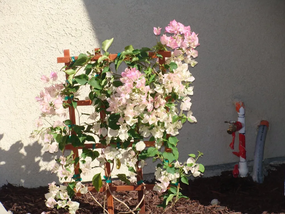 Trusted yard maintenance in Santa Rosa, CA by Rodrigo's Landscape