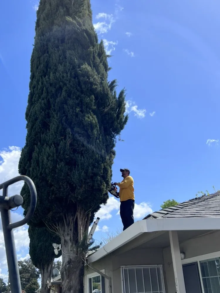 Top-rated yard cleanup service in Fairfield, CA - Rodriguez