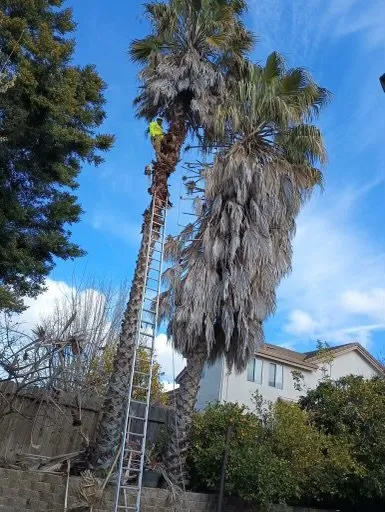 Professional residential landscaping in Fairfield, CA by Rodriguez