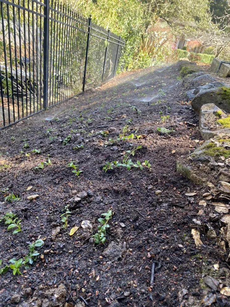 Reliable lawn care service with custom design across Redwood City, CA - Rodriguez Garden Service