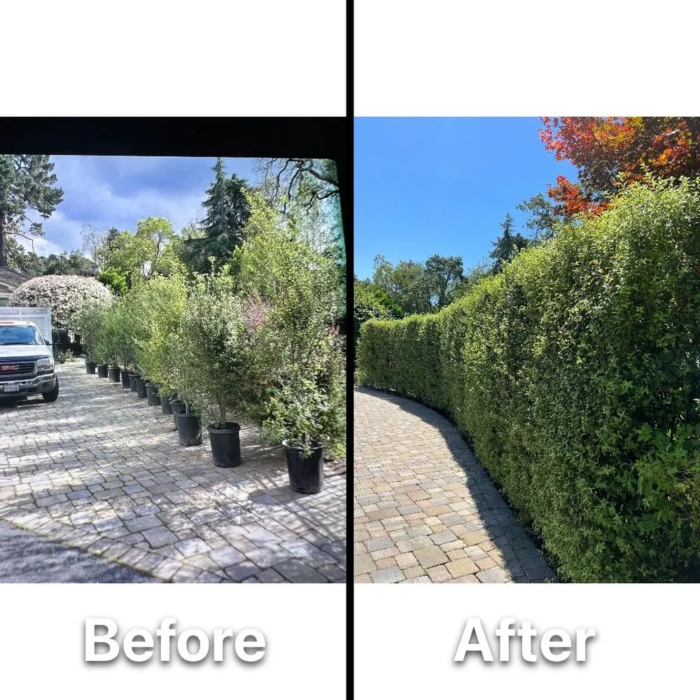 Expert yard maintenance for beautiful yards in Redwood City, CA by Rodriguez Garden Service