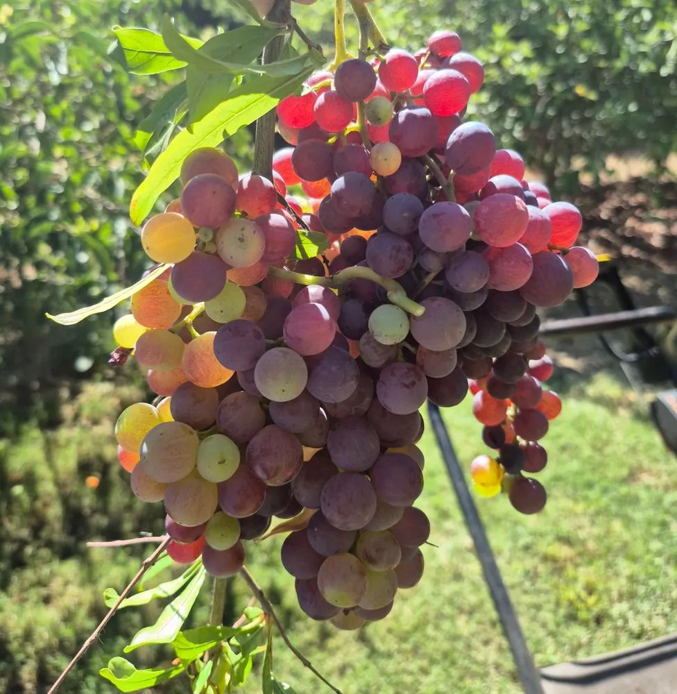 Top-rated residential landscaping in Covina, CA - Rodriguez Gardening Services