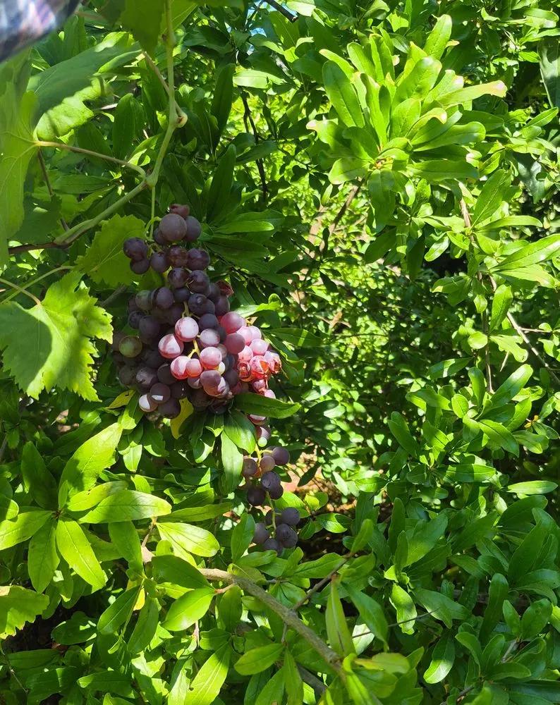 Trusted lawn care service for residential properties in Covina, CA by Rodriguez Gardening Services