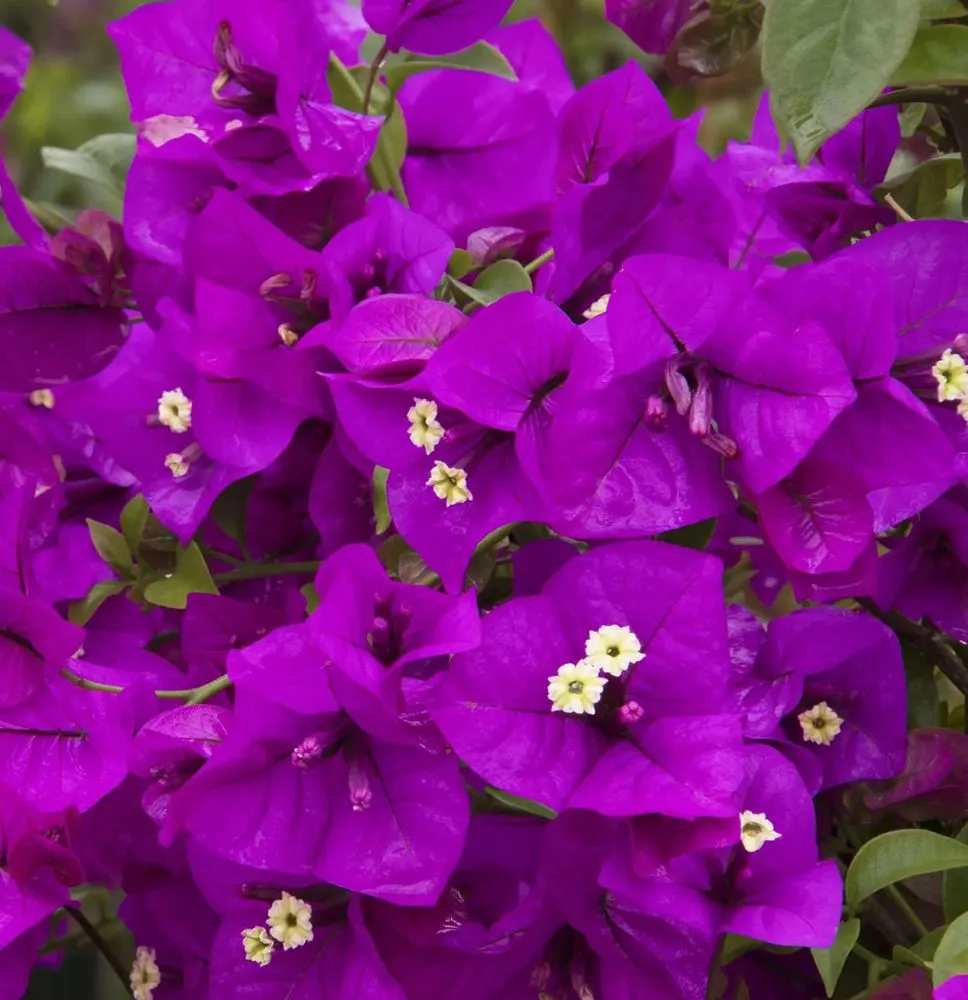 Affordable garden landscaping in Covina, CA by Rodriguez Gardening Services