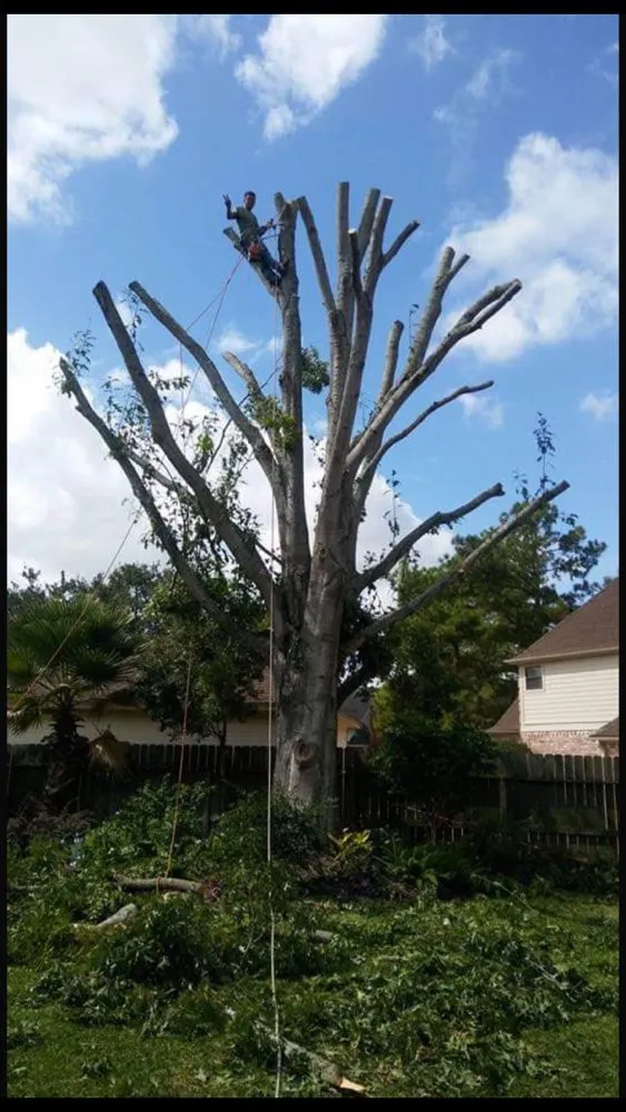 Affordable lawn care service for outdoor upgrades across Alexandria, VA - Rodriguez General Construction