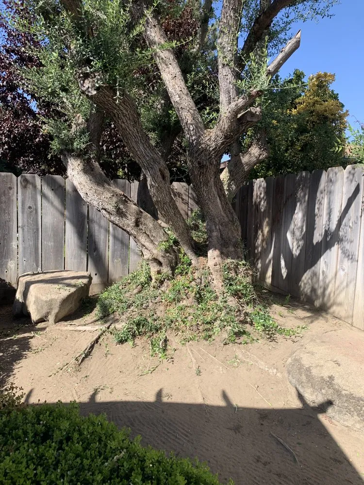 Custom landscape design experts serving Sanger, CA - Rodriguez Handy Works