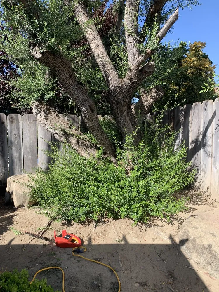 Top-rated yard maintenance experts serving Sanger, CA - Rodriguez Handy Works