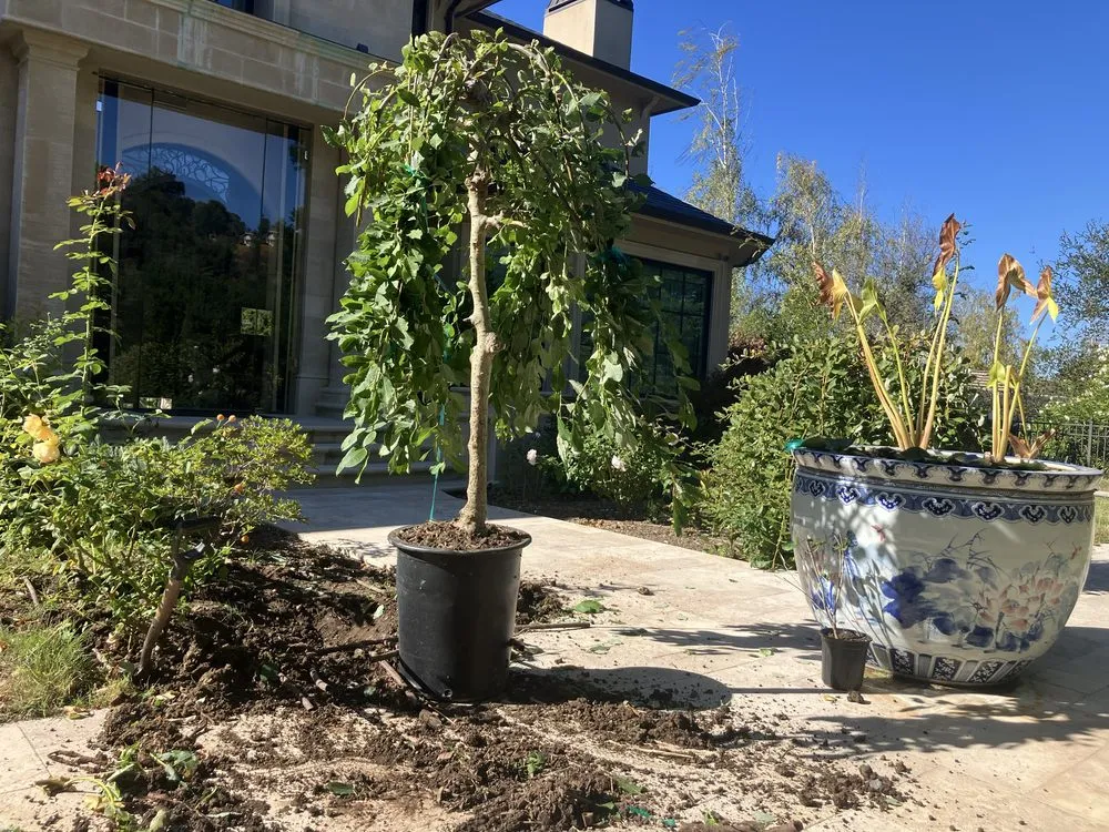 Custom yard cleanup service experts serving Campbell, CA - Rodriguez Home Services