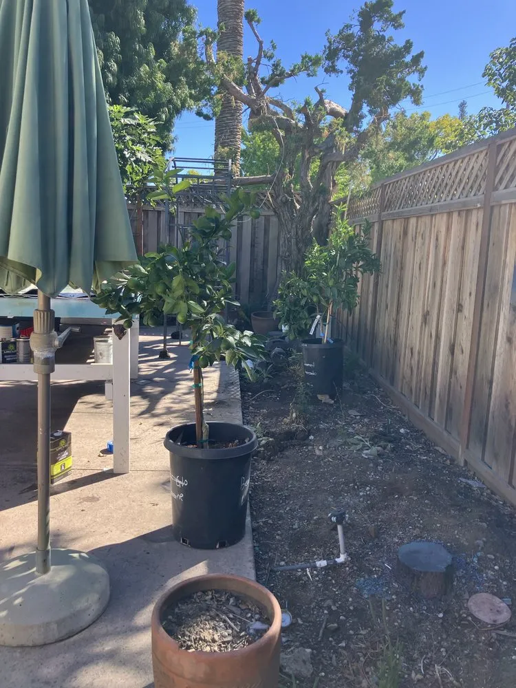 Expert landscaping services in Campbell, CA by Rodriguez Home Services